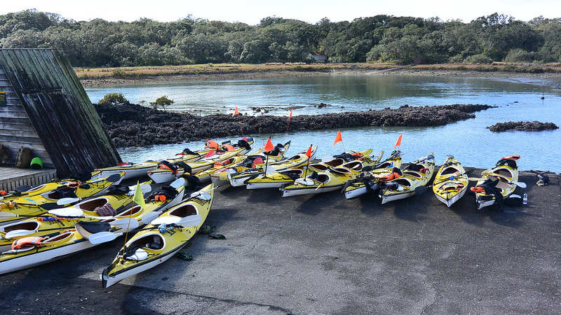 Join Fergs Kayaks for a magical adventure to Auckland’s iconic Rangitoto Island!